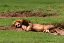 21 lions found dead in gir forest of gujarat