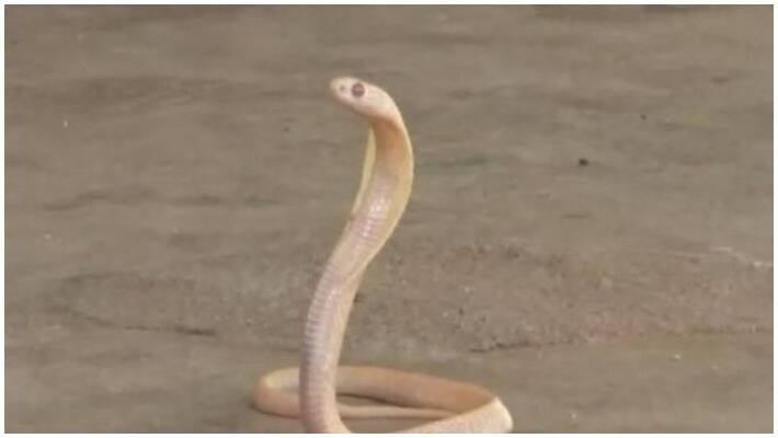 white kobra found in kummidipoondi chennai