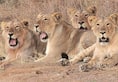 Gir lions CDV  viral infection Indian Council of Medical Research IUCN Red List