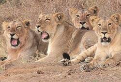 Gir lions CDV  viral infection Indian Council of Medical Research IUCN Red List