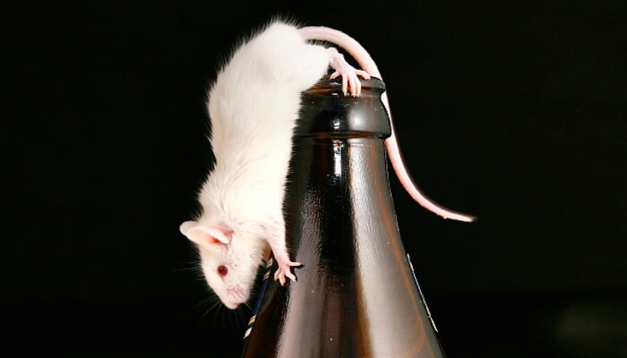 in bihar beer cans found empty, police blaming rats