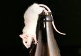 in bihar beer cans found empty, police blaming rats