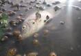 Bengaluru Fish snails found dead on banks 300-year-old Madiwala lake