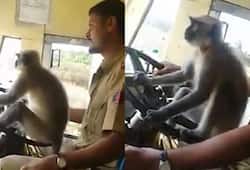 Karnataka driver langur 'drive' bus
