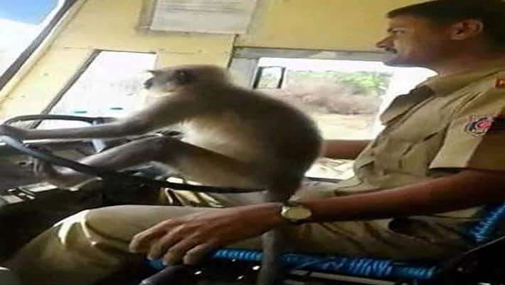 Davanagere Monkey Makes Sound In Pakistan Politics Davanagere Monkey Makes Sound In Pakistan Politics