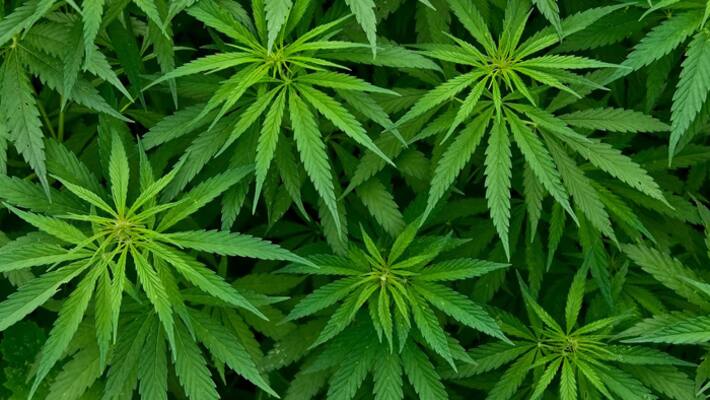 arrested for cultivating ganja at home arrested for cultivating ganja at home