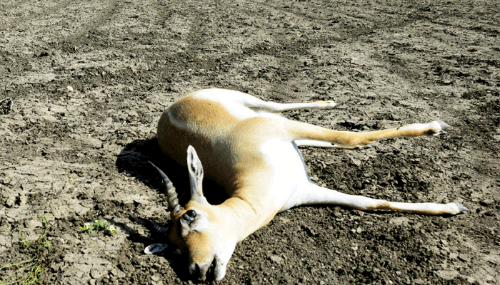 25 Deers Dies in One Week At Koppal 25 Deers Dies in One Week At Koppal