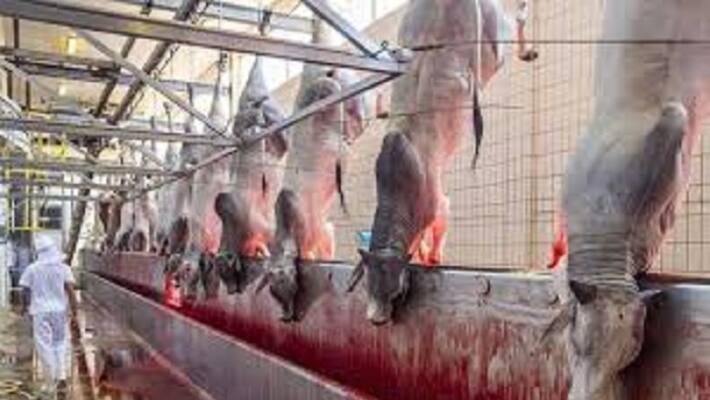 Minister UT Khader Smart City Fund 15 Crore given To Kudroli Cow Slaughterhouse Minister UT Khader Smart City Fund 15 Crore given To Kudroli Cow Slaughterhouse