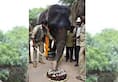 Nehru Zoological Park officials celebrate elephant Rani birthday