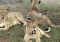 Vaccination to save Gujarat's falling lion
