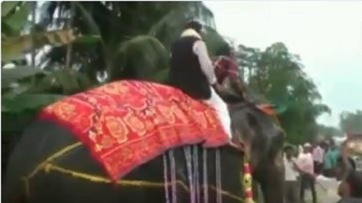 Assam Deputy Speaker Falls During Elephant Ride Assam Deputy Speaker Falls During Elephant Ride