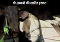 cow smuggler arrested yamunanagar haryana police
