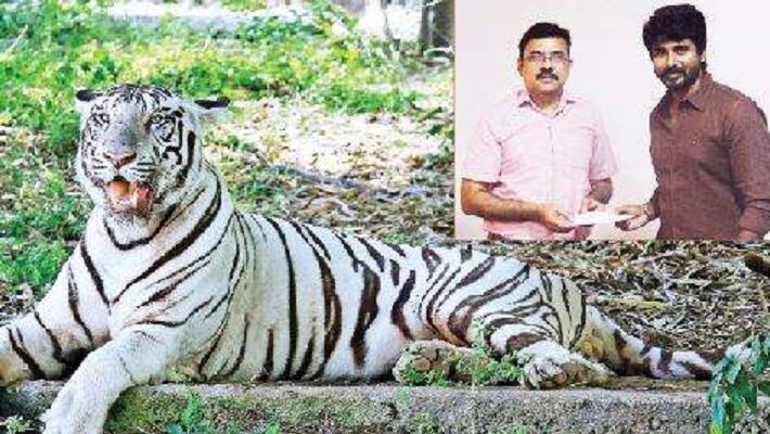siva karthikeyan adopted a tigher siva karthikeyan adopted a tigher