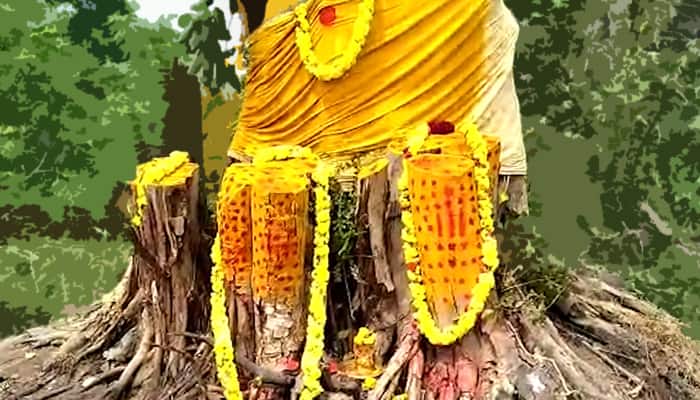Why tress are treated sacred in Hindu religion