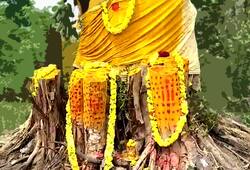 Tamil Nadu Cyclone Vardah-hit 30-year-old banyan tree gets back life
