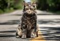 Stephen King's Pet Sematary 2019 movie trailer is going viral