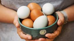 World Egg Day facts Video awareness nutrition protein