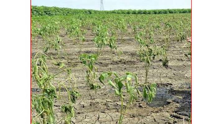 Kundagola Farmers trained on using herbicide Blamed for crop damage Kundagola Farmers trained on using herbicide Blamed for crop damage