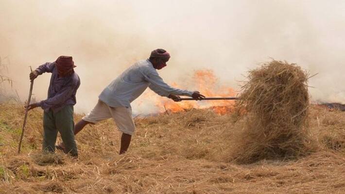punjab will hand over paddy straws to kerala punjab will hand over paddy straws to kerala