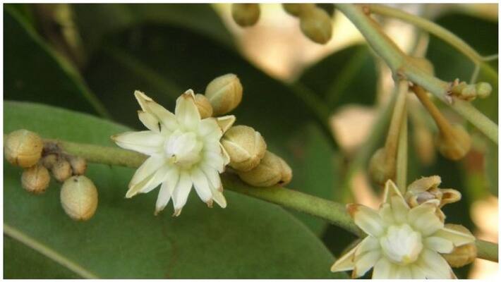 Wonderful Flower That Will Retrieve Lost Manhood Wonderful Flower That Will Retrieve Lost Manhood