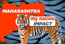 Maharashtra okays Karnataka vets cologne trap idea, tigress saved from death sentence (Video)