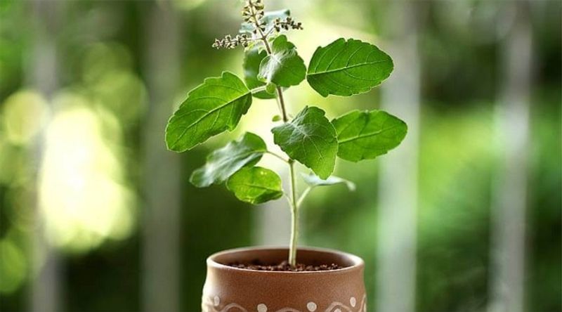 Here is why you must not chew tulsi leaves
