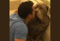 Salman Khan pet dog Mylove Myson Myjaan celebrity pets Neapolitan Mastiff