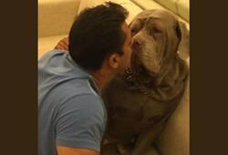 Salman Khan pet dog Mylove Myson Myjaan celebrity pets Neapolitan Mastiff