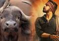 A group of youths sacrifice buffalo calf for film success The Villian