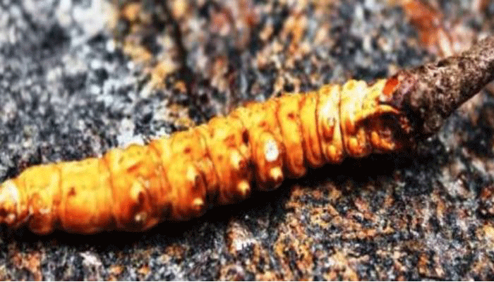 Himalayan Viagra more expensive than gold under threat Himalayan Viagra more expensive than gold under threat