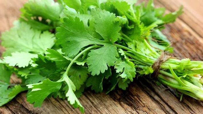 Those 5 health problems may be cause of cilantro ABSC Those 5 health problems may be cause of cilantro ABSC