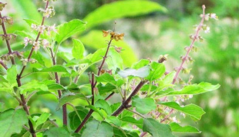 Here is why you must not chew tulsi leaves