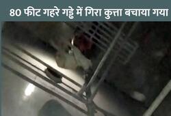 Dog Rescue Live in faridabad haryana