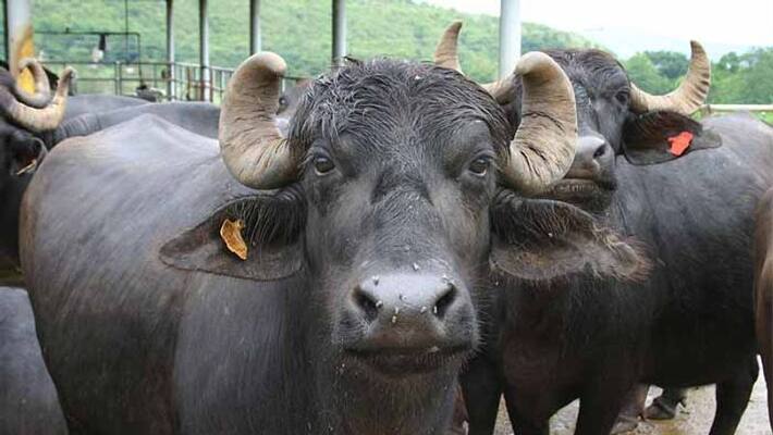 Man Raped Buffalo In vanaparthy Man Raped Buffalo In vanaparthy