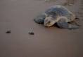 600 Olive Ridley turtles wash ashore: Are we failing the endangered?