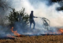 Stubble burning: Why should people die of cancer because of your failure? SC slams Punjab, Haryana govts