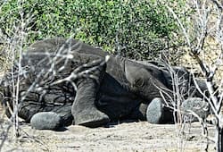 Bhubaneswar: 7 elephants electrocuted to death in Odhisa (Video)