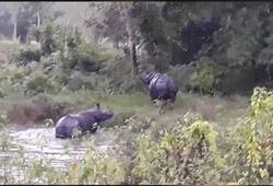 Assam Wild rhinos escape Kaziranga National Park terrorise villagers animals
