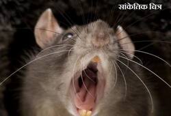 Man eater mouse of bihar