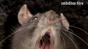 Man eater mouse of bihar