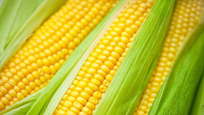 Kolar Raitha Samparka Kendra Officer illegally sells corn Kit Kolar Raitha Samparka Kendra Officer illegally sells corn Kit