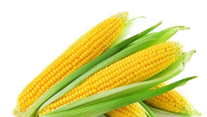 health benefits of Corn health benefits of Corn