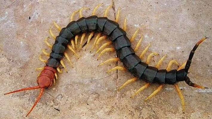 4inch centipede removed from womens ear 4inch centipede removed from womens ear