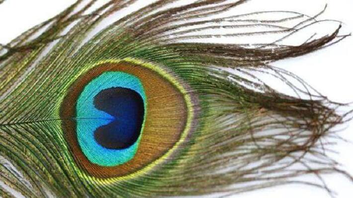 The importance of peacock feathers is immense know how to use BDD The importance of peacock feathers is immense know how to use BDD