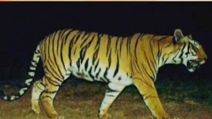 Tigress Avni Killed In Maharashtra Tigress Avni Killed In Maharashtra