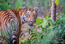 Tigress Choti Tara's cub electrocuted in Maharashtra