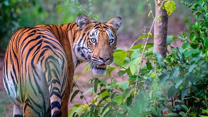 tiger killed at utharpradesh with tractor by locals tiger killed at utharpradesh with tractor by locals