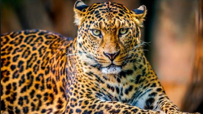 a leopard entered in secreteriate campus at gujarath a leopard entered in secreteriate campus at gujarath