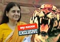 Tigress Avni case Wildlife vets combine evidence missing links after BJP leader Maneka Gandhi offers to help