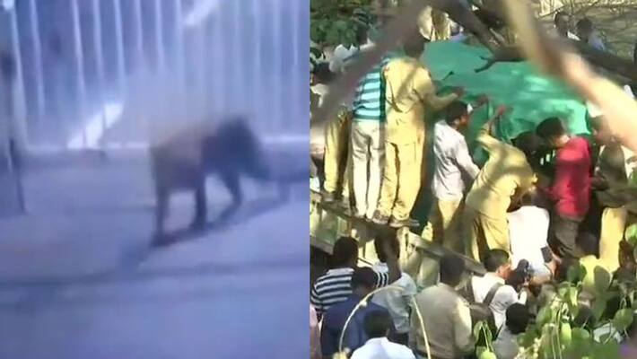 Leopard enters Gujarat's state secretariat caught Leopard enters Gujarat's state secretariat caught